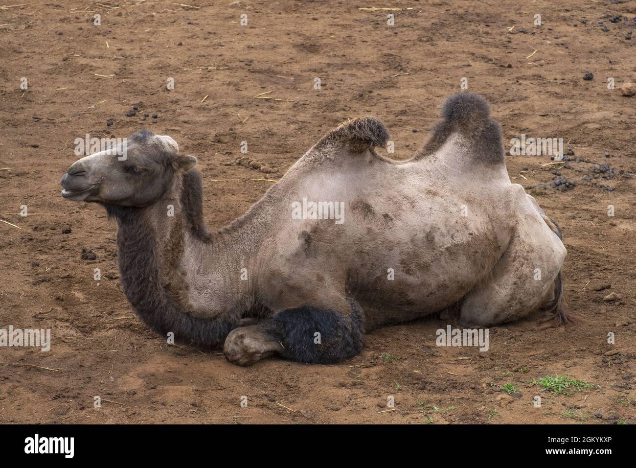 Camel sitting on the sand in Cabarceno Natural Park, Spain Stock Photo ...