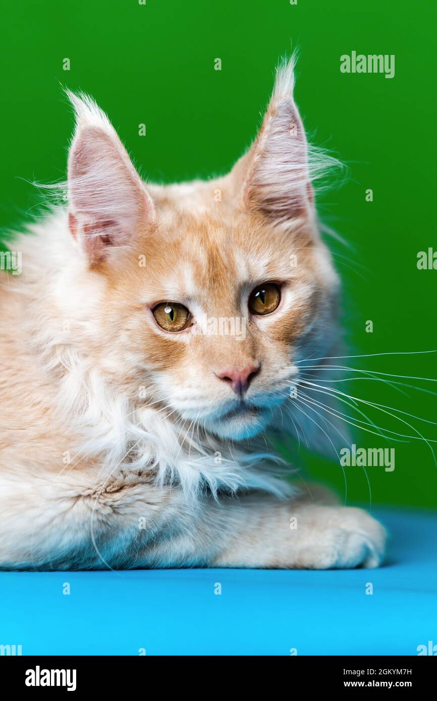 Portrait Of Red Tabby American Forest Cat On Light Blue And Green Background Head Of Cute Maine Coon Cat With Large Eyes Looking At Camera Stock Photo Alamy