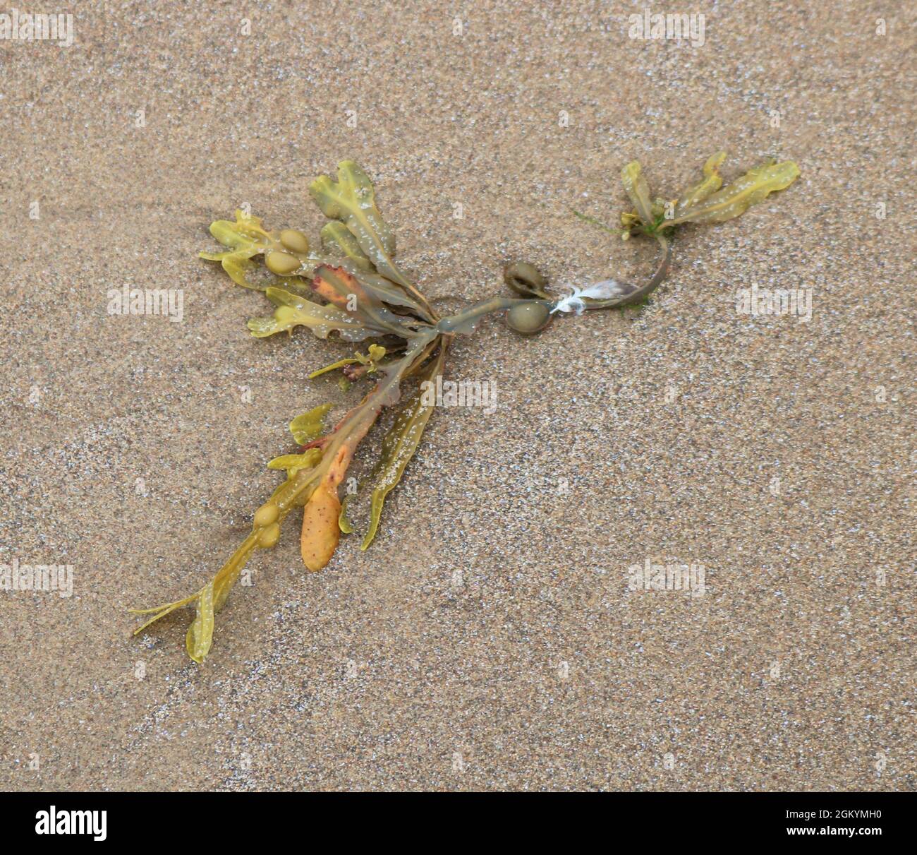 Seaweed washed up on beach. Stock Photo