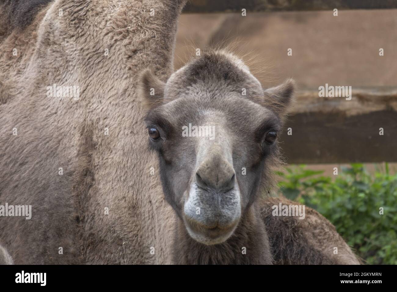 Portrait of a camel in Cabarceno Natural Park, Spain Stock Photo - Alamy