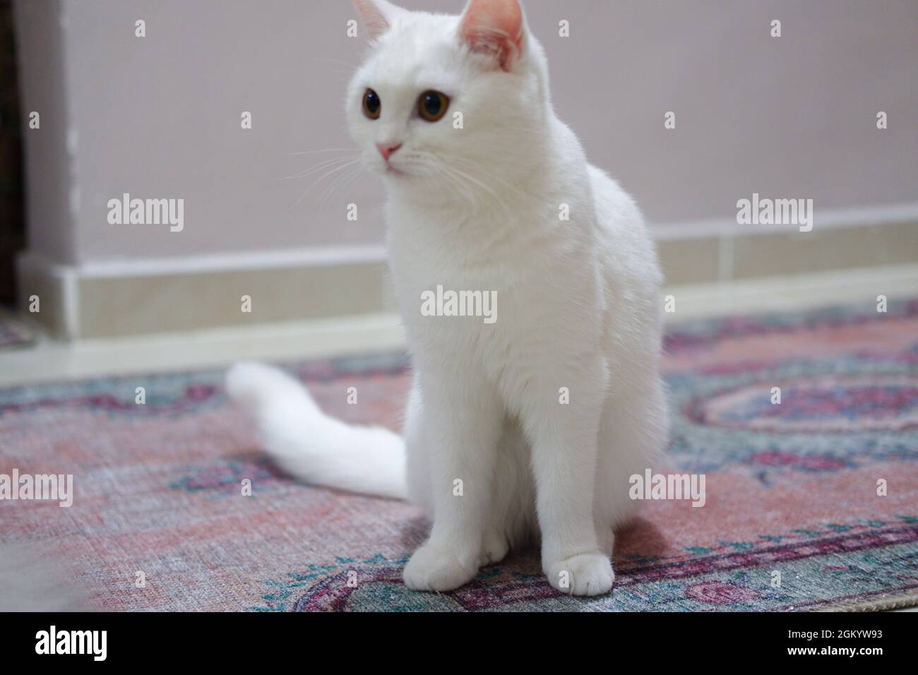 Short-haired White British Cat  Indoor Stock Photo