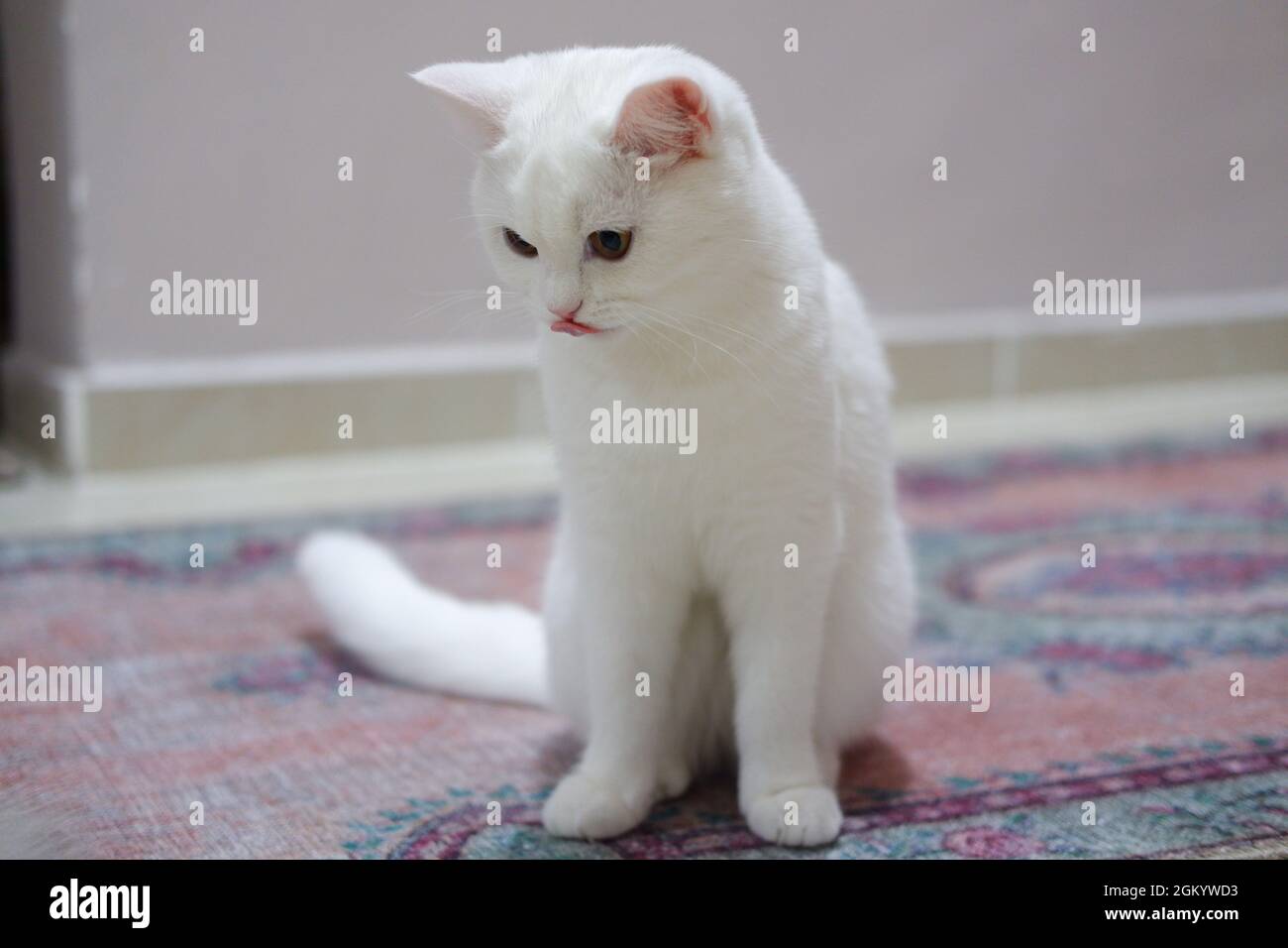 British Cat Hi Res Stock Photography And Images Alamy