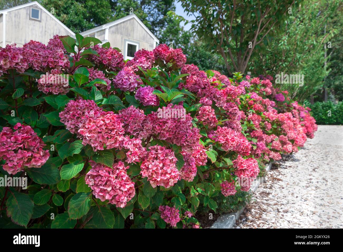 Hydrangea border hires stock photography and images Alamy