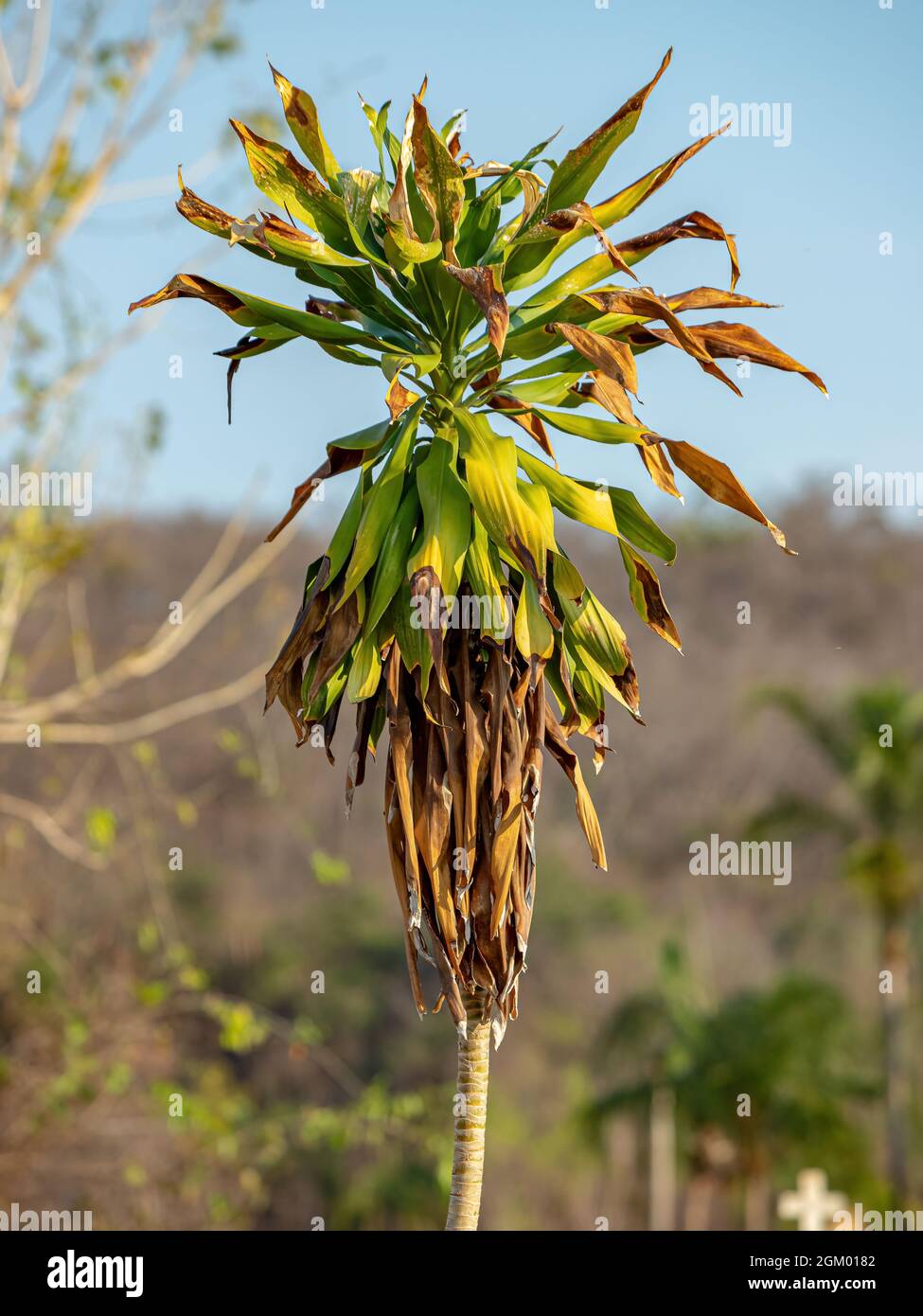 Green monocotyledonous tree of the Family Asparagaceae Stock Photo