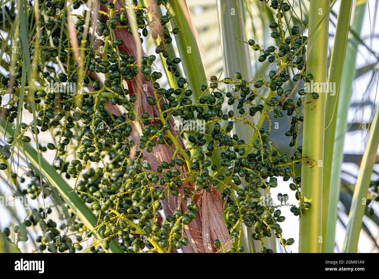 Green Palm Tree of the Family Arecaceae with fruits Stock Photo - Alamy