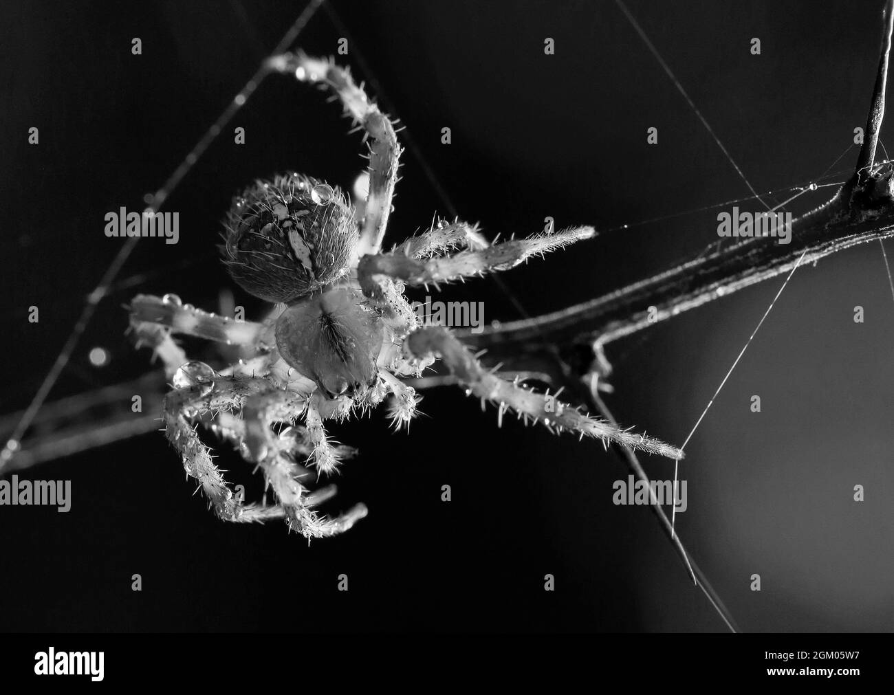 A macro close-up image of a garden spider, Araneus diadematus, in black and white, repairing its web on a branch and appearing to strum like a guitar Stock Photo