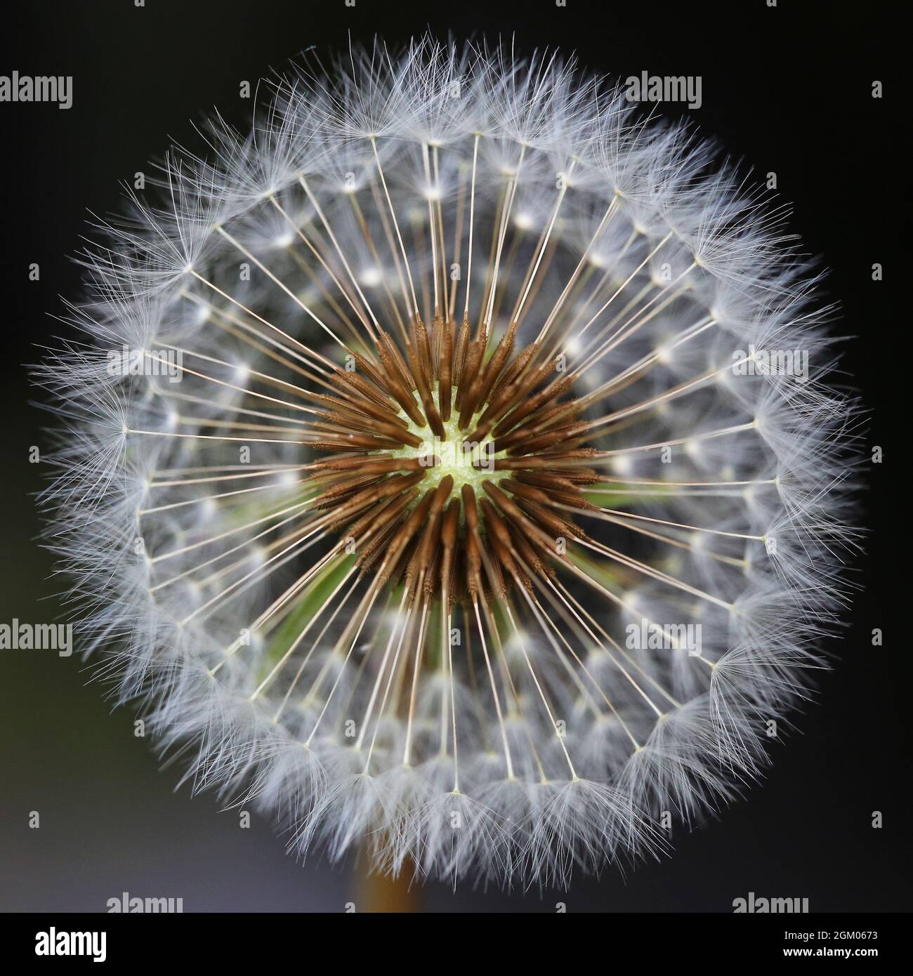 Macro shot of the seed head of a dandelion with the focus on the seeds attached to the centre almost ready to dispatch, some pappus missing Stock Photo
