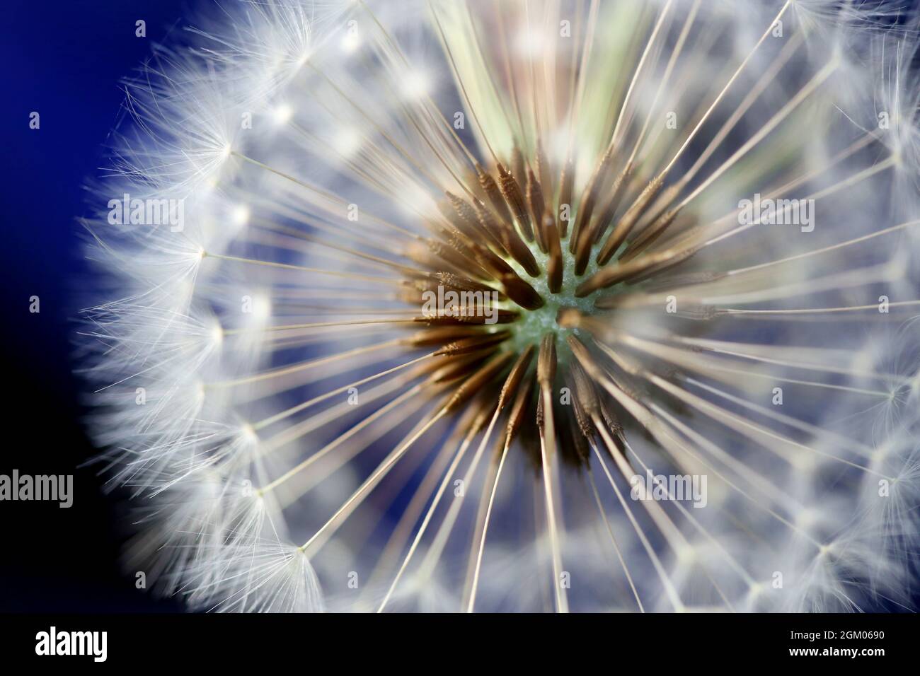 Macro shot of the seed head of a dandelion with the focus on the seeds attached to the centre almost ready to dispatch, waiting for the wind Stock Photo