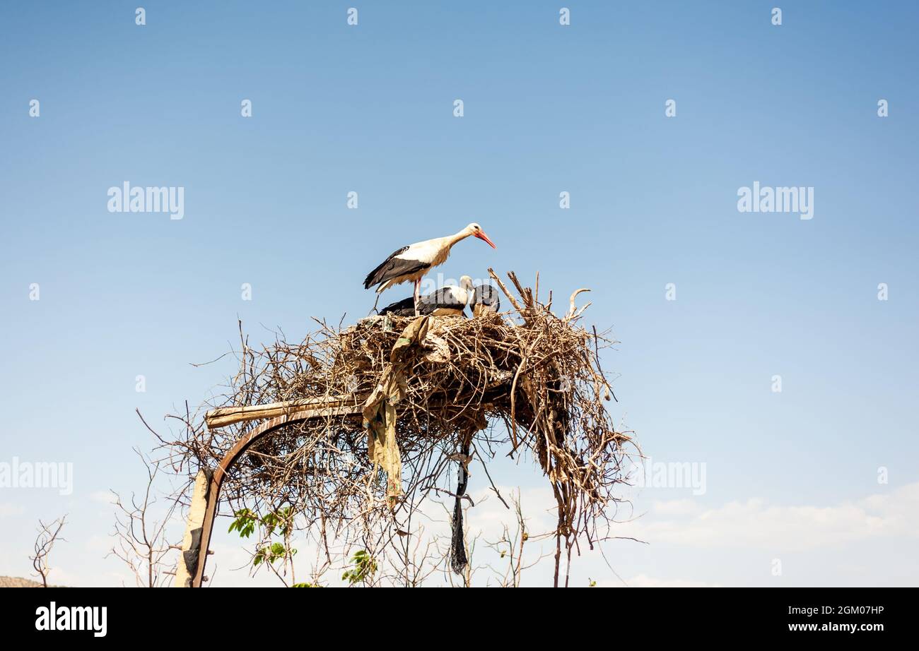 Asian White colored Open billed stork on their nest, Anastomus oscitans, India white stork, a large wading bird in the stork family Ciconiidae and gen Stock Photo