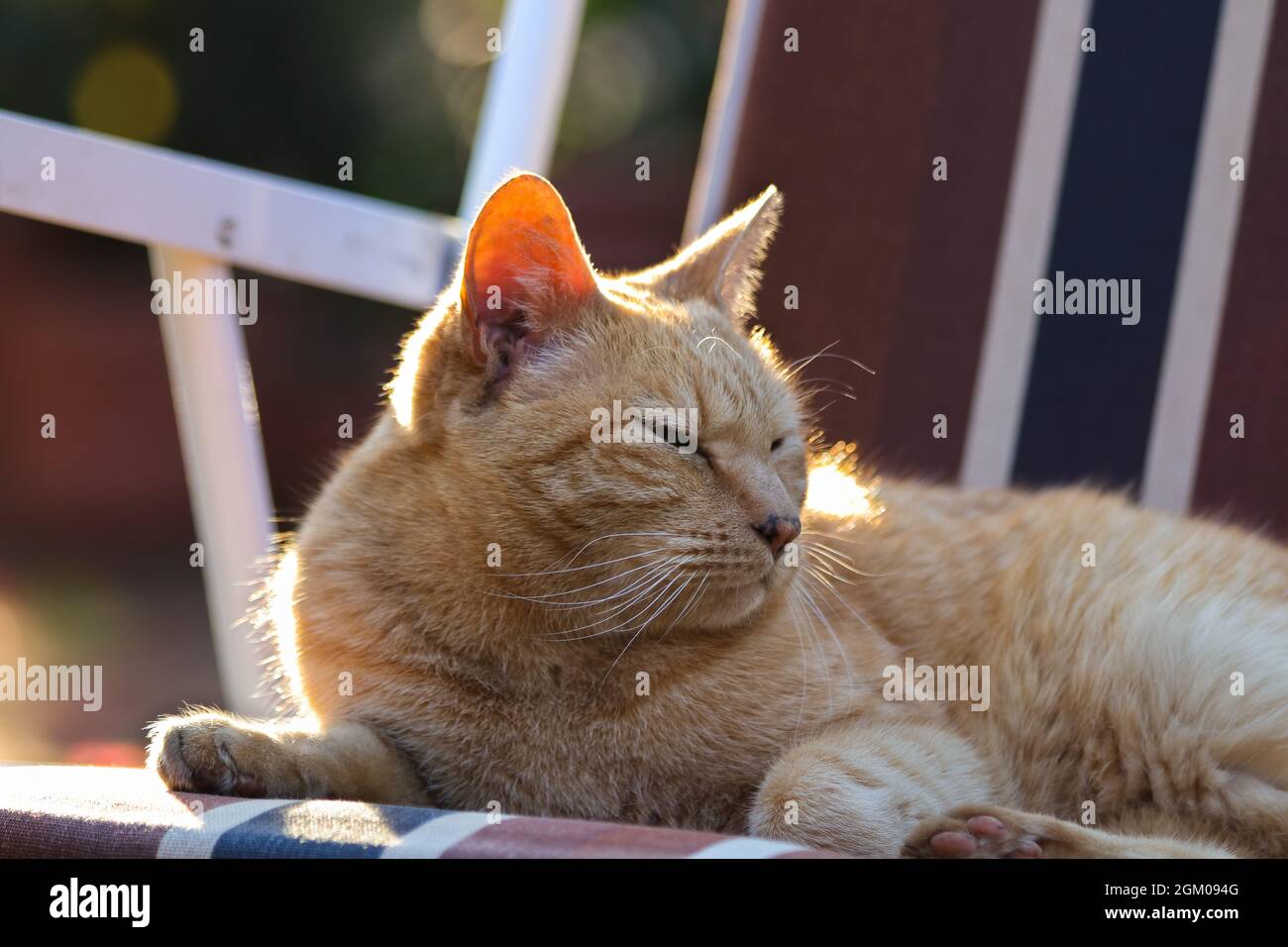 Ginger Orange Tabby Cat Relaxing Outdoors In Sunlight Stock Photo