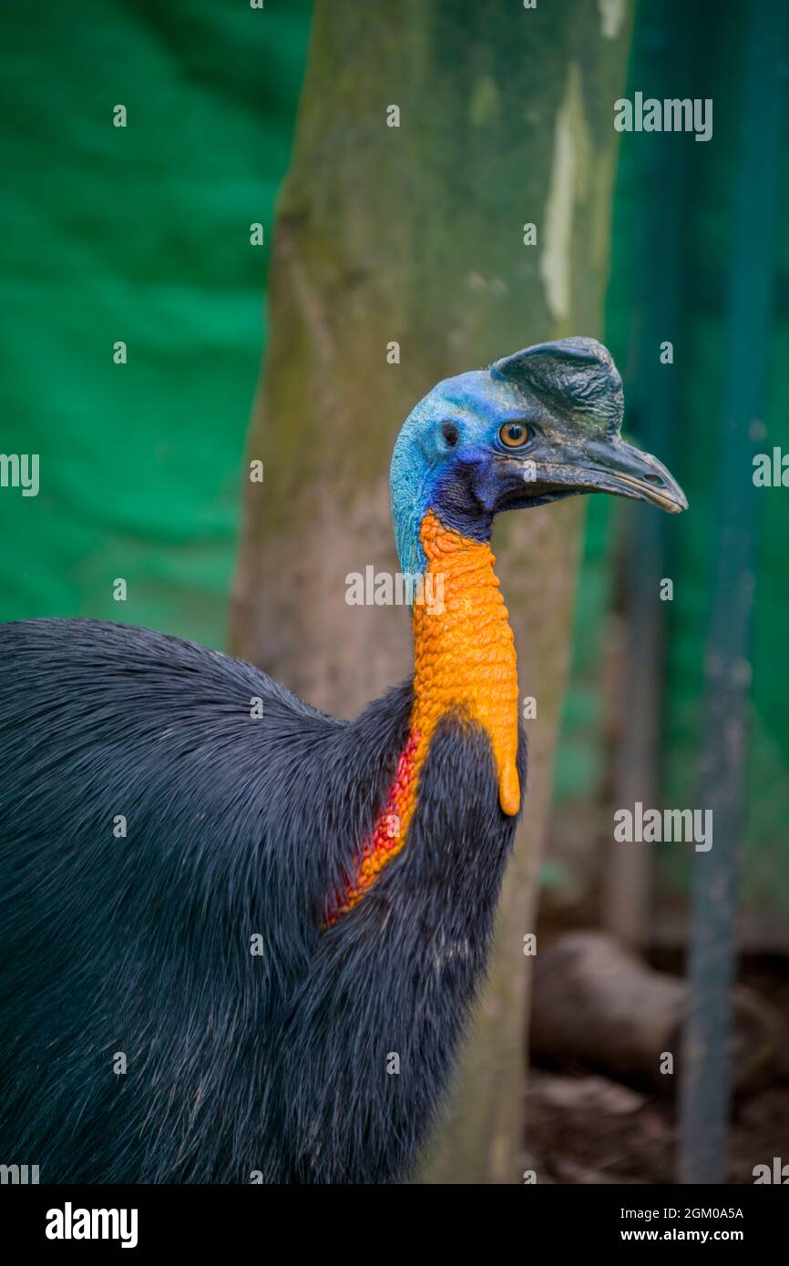 The northern cassowary (Casuarius unappendiculatus) is a large, stocky flightless bird of northern New Guinea. Stock Photo
