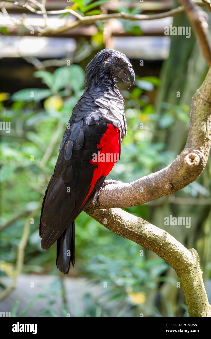 Pesquet's parrot (Psittrichas fulgidus)  The only member of its genus, and its genus is the only member of the subfamily Psittrichadinae. Stock Photo