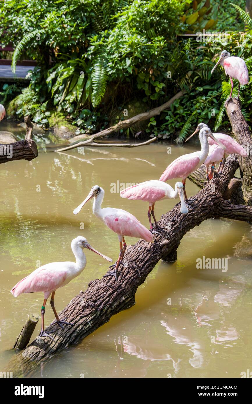 The roseate spoonbill is a gregarious wading bird of the ibis and ...