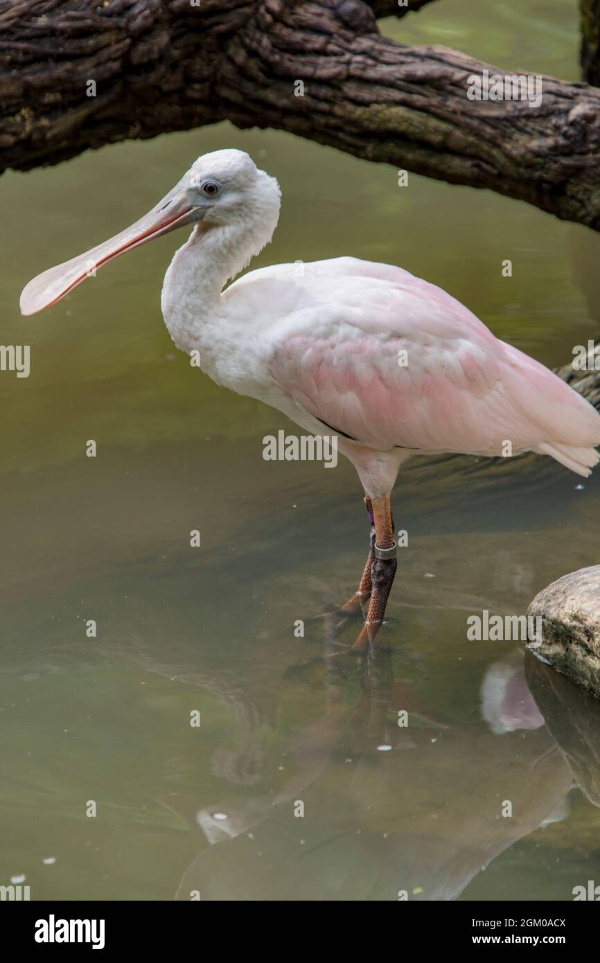 The roseate spoonbill is a gregarious wading bird of the ibis and ...