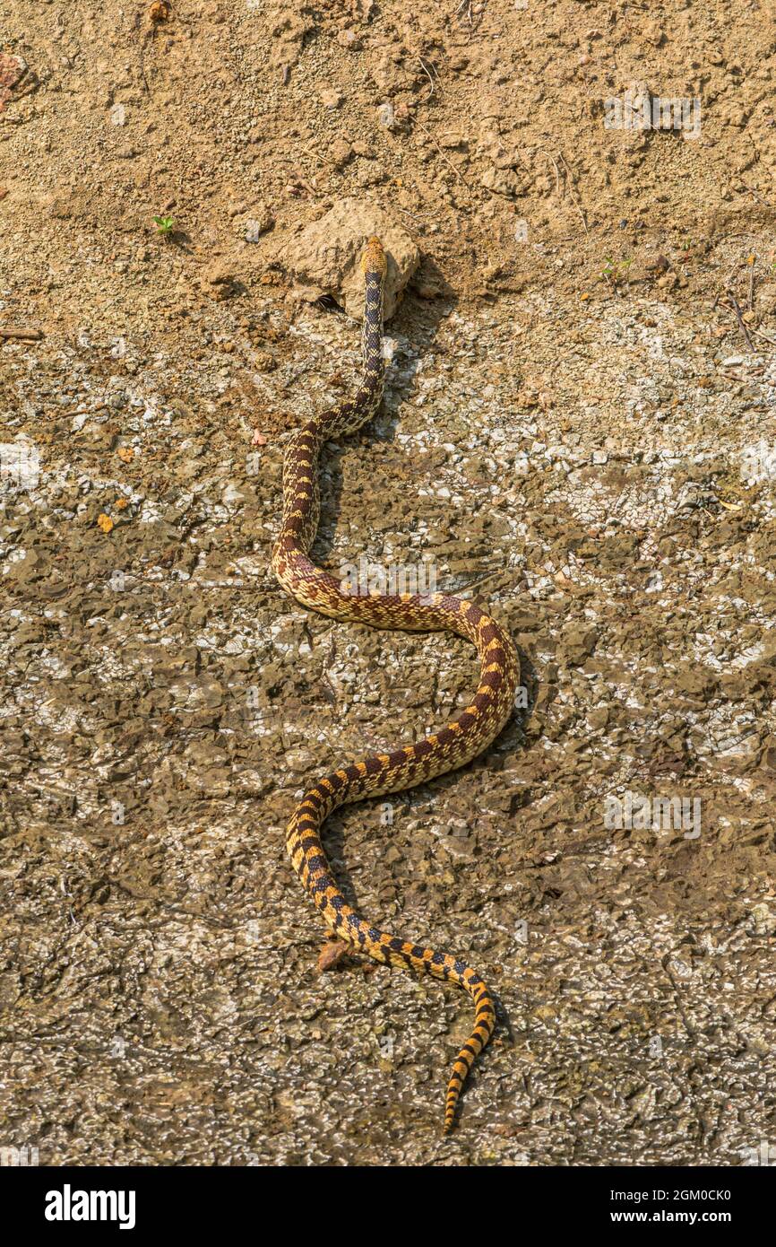Bullsnake (Pituophis catenifer sayi), hunting near creek, a subspecies of the look-a-like Gopher snake (Pituophis catenifer), Castle Rock CO USA. Stock Photo