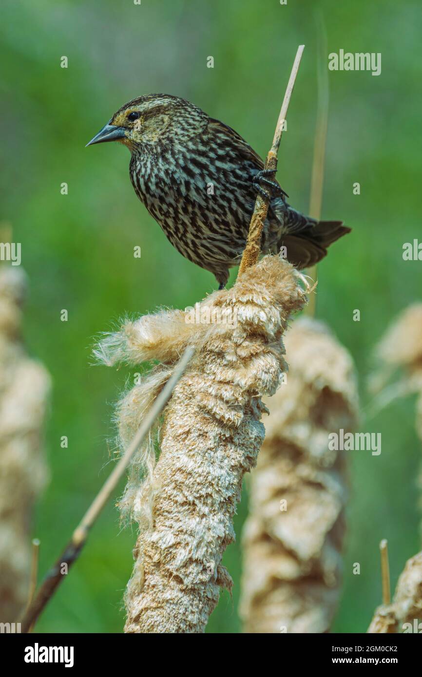Female Red-winged Blackbird (Agelaius phoeniceus) standing on last year's cattail seeds stalk in wetlands area, Castle Rock Colorado USA. Stock Photo
