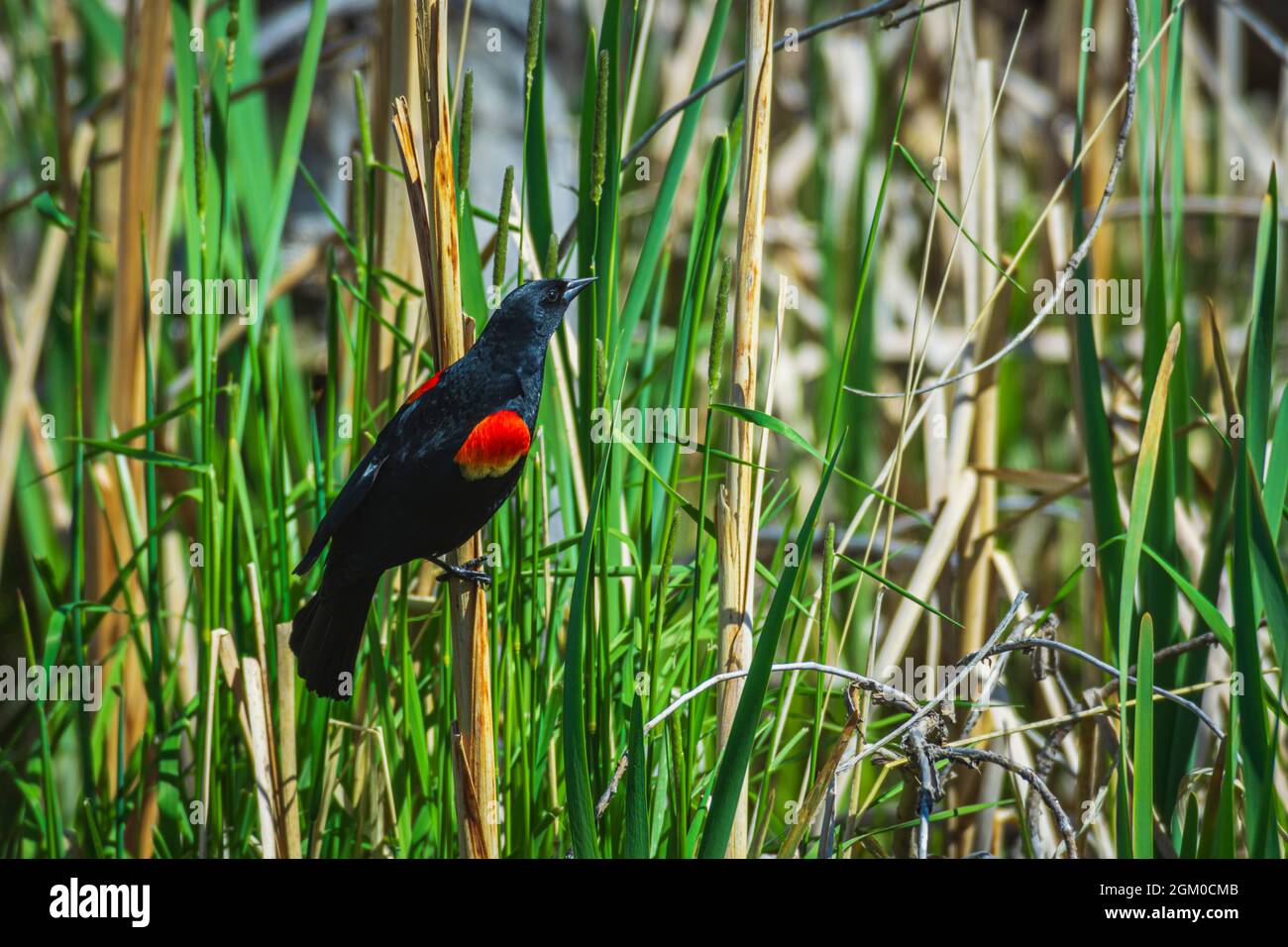 Male Red-Winged Blackbird (Agelaius phoeniceus) showing it's red territorial display in Cattail marsh, Castle Rock Colorado USA. Photo taken in May. Stock Photo
