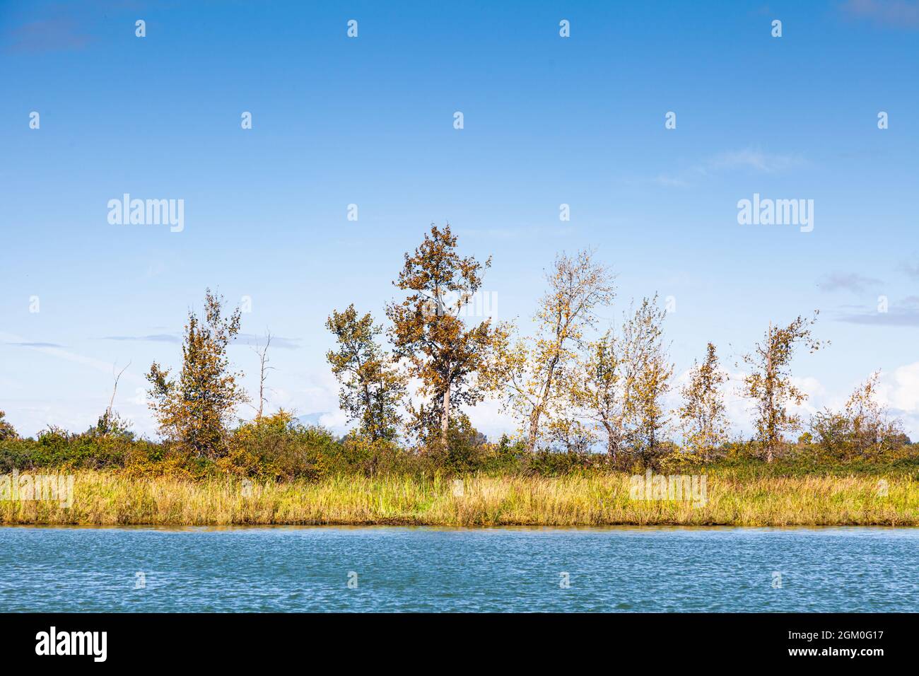 Initial forestation of a reed covered sandbar in the Fraser River delta near Steveston in British Columbia Canada Stock Photo