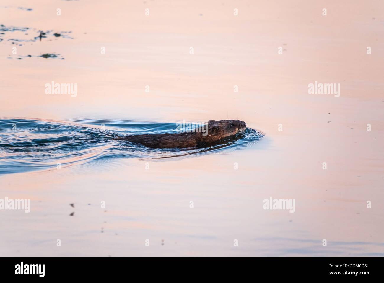 Undatra Muskrat, Ondatra zibethicuseats swiming at the surface of the lake ...