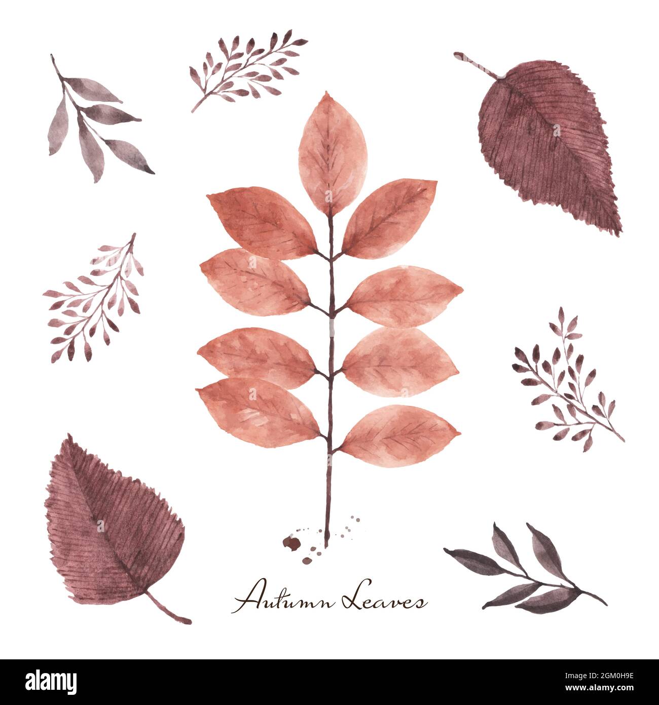 Set of fall leaves watercolor hand-painted isolated on white background. illustration perfect for design decorative in the autumn festival. greeting c Stock Vector