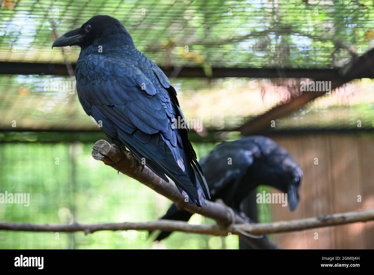 10 September 2021, Brandenburg, Brandenburg/Havel: A common raven sits on a  branch in an aviary at the Krugpark Nature Conservation Centre in  Wilhelmsdorf. The nature conservation centre has a forest school, an