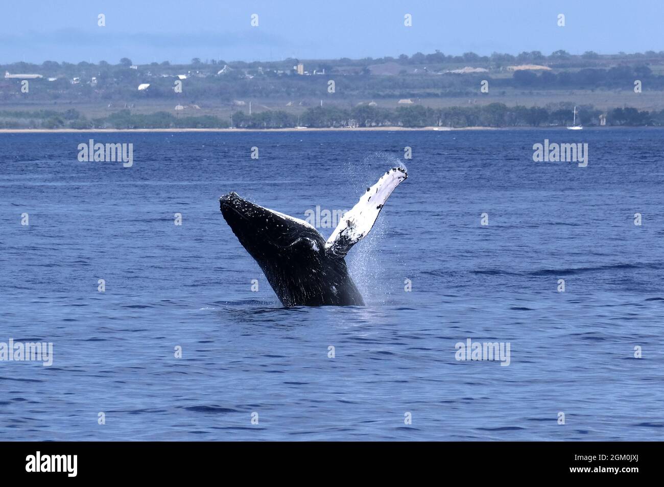 HUMPBACK WHALE OFF THE COAST OF MAUI Stock Photo - Alamy