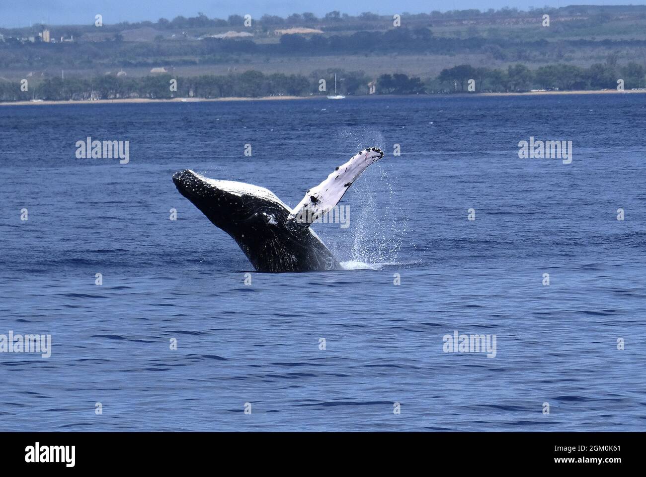 HUMPBACK WHALE OFF THE COAST OF MAUI Stock Photo - Alamy