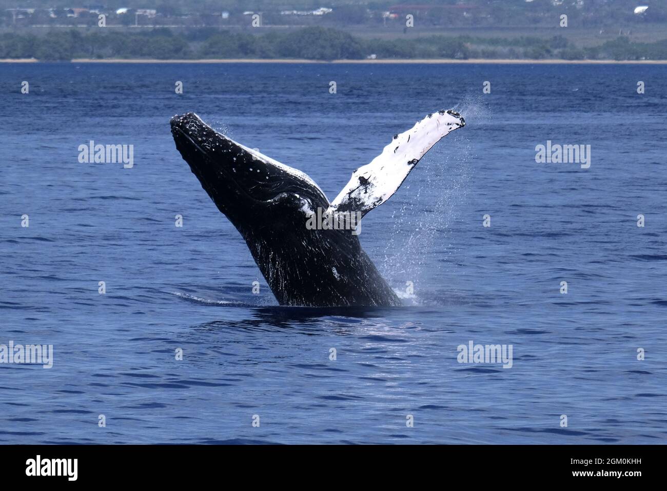 HUMPBACK WHALE OFF THE COAST OF MAUI Stock Photo - Alamy