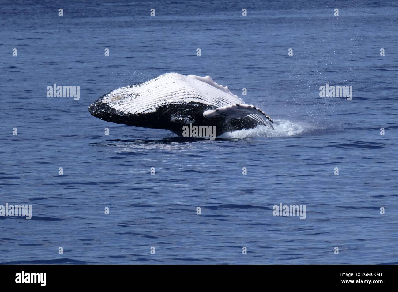 HUMPBACK WHALE OFF THE COAST OF MAUI Stock Photo - Alamy