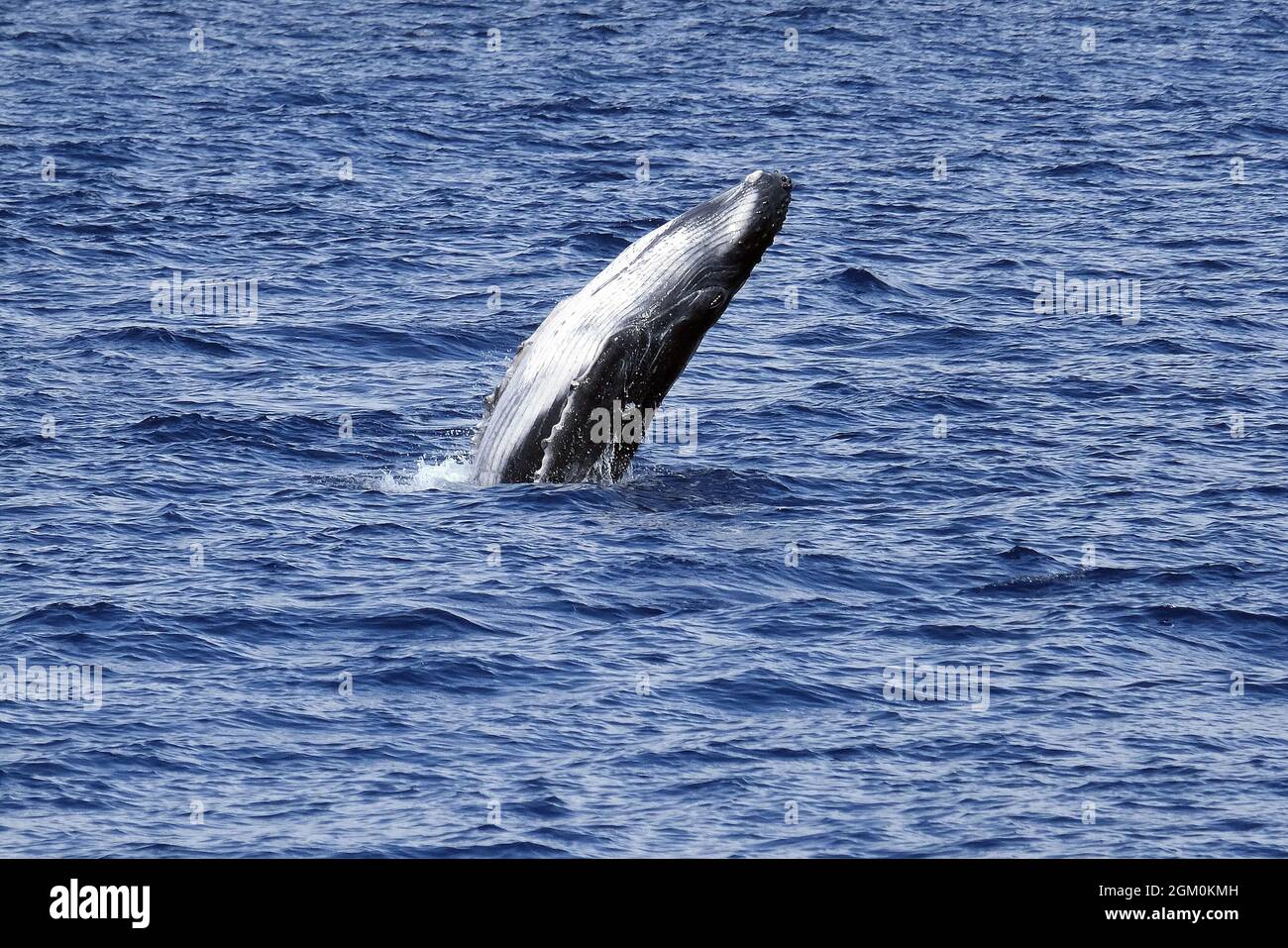 HUMPBACK WHALE OFF THE COAST OF MAUI Stock Photo - Alamy