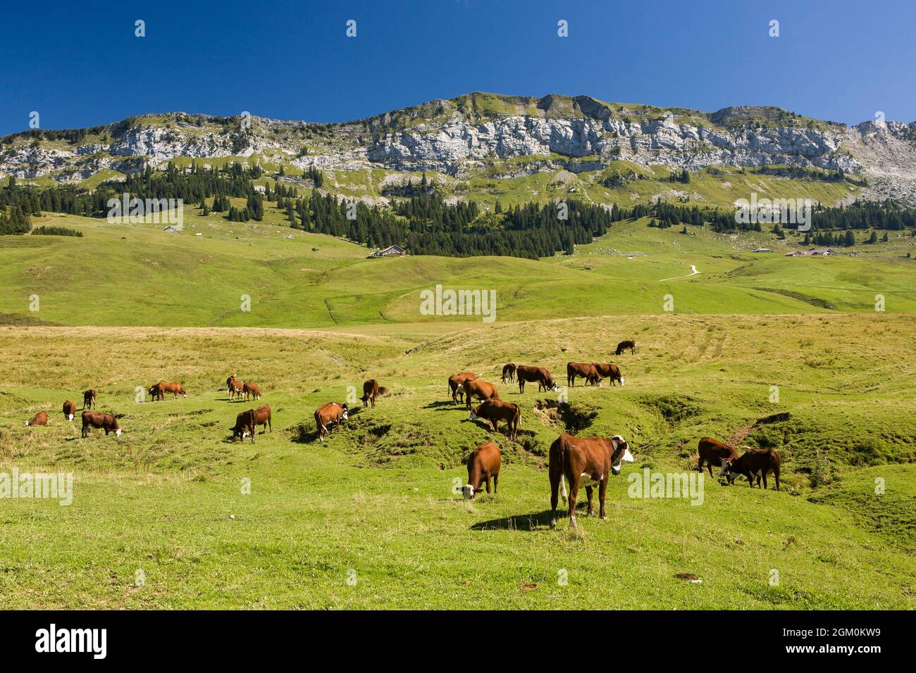 FRANCE HAUTE-SAVOIE (74) PETIT-BORNAND-LES-GLIERES, COWS ON THE GLIERES PLATEAU Stock Photo