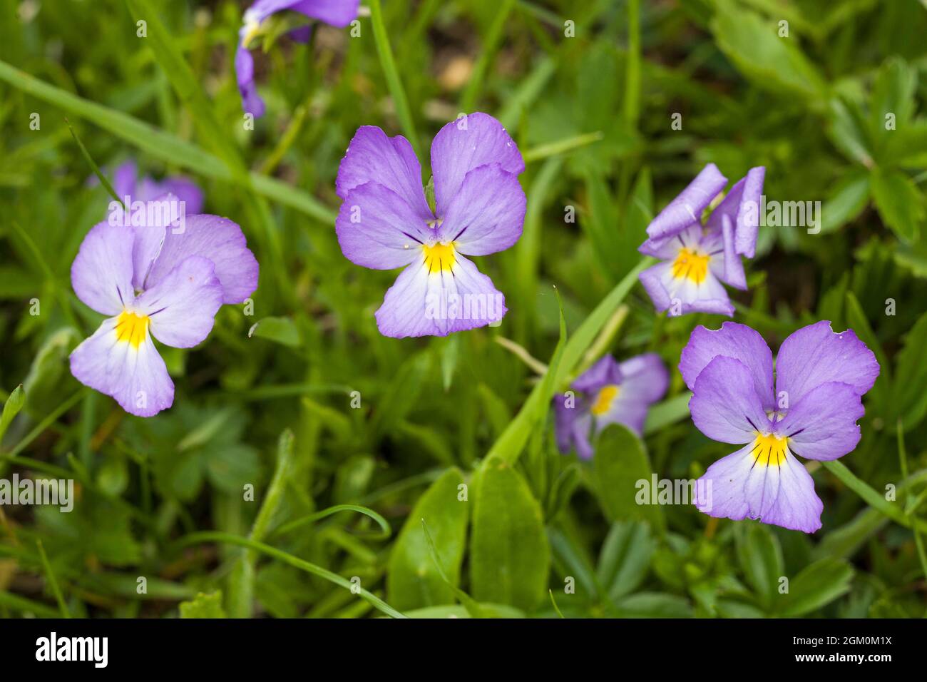 Pensee flower hi-res stock photography and images - Alamy