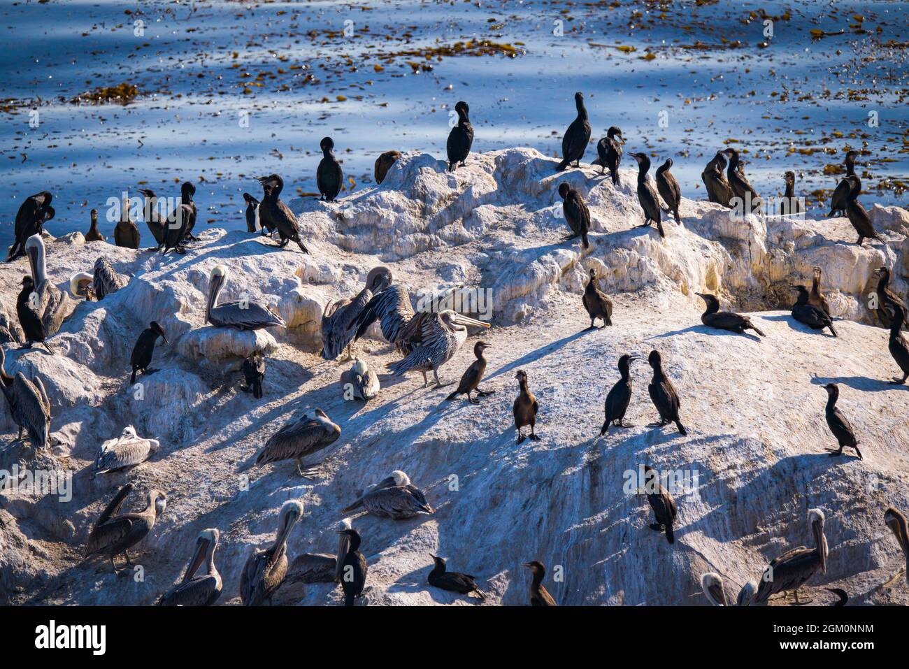 Rock Flocks Rock in the ocean and flock of birds, blue water background, California ...