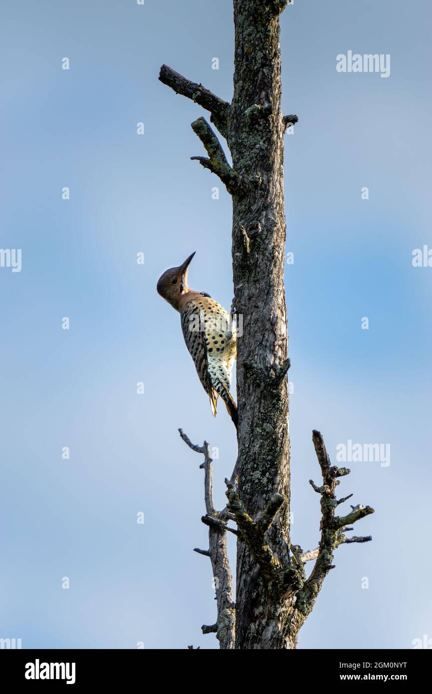 Wing flicker hi-res stock photography and images - Alamy