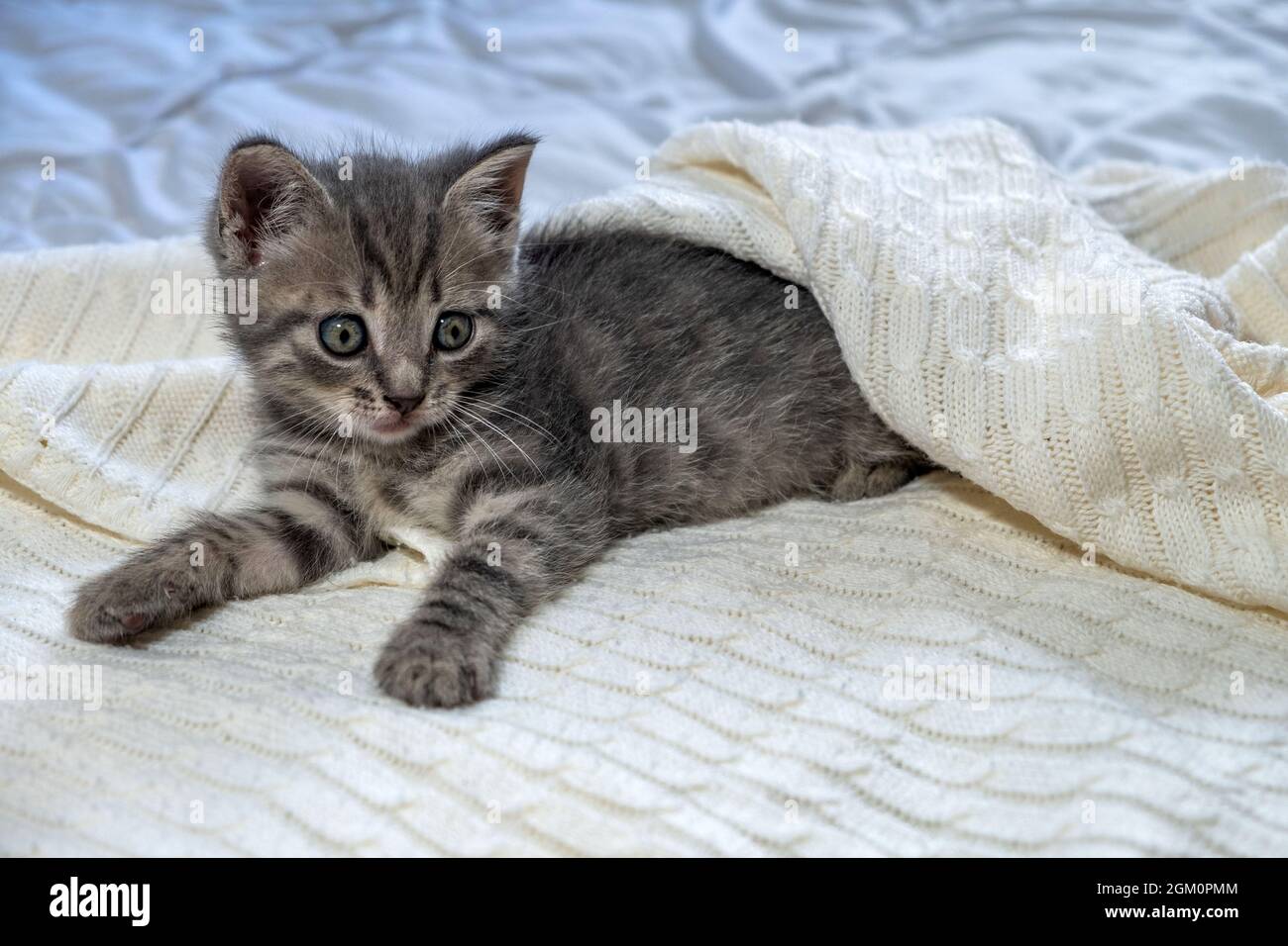 Cute striped British Shorthair kitten lying on white blanket and ...