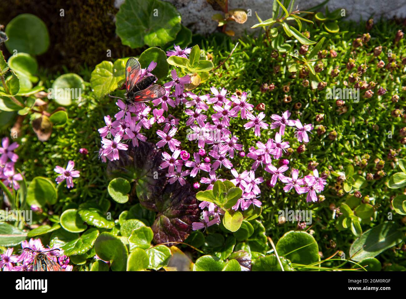 Butterfly flowers close up hi-res stock photography and images - Alamy