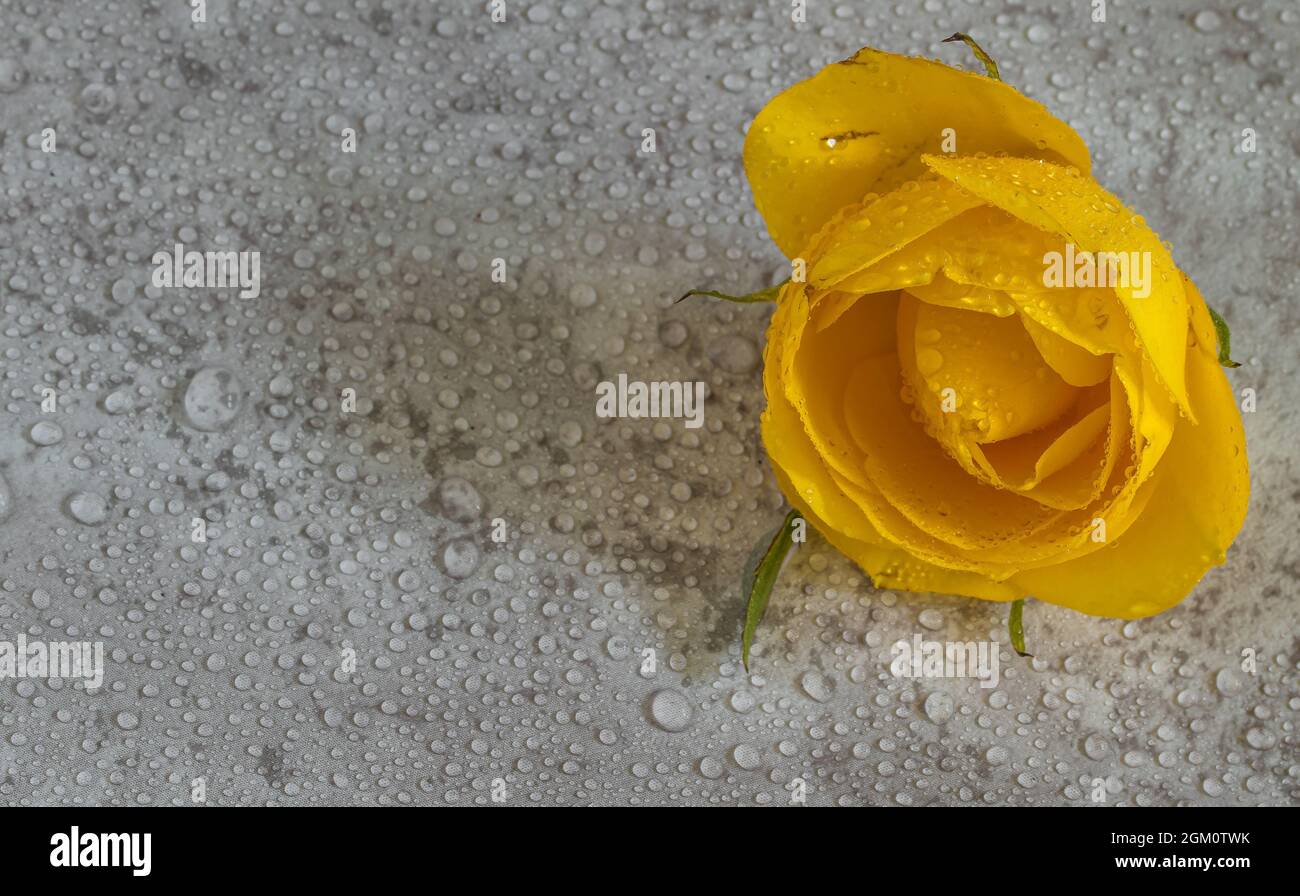 yellow rose on clear background Stock Photo - Alamy