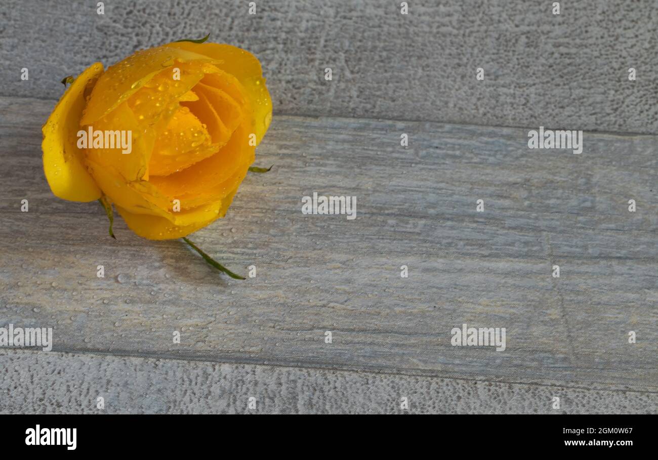 yellow rose on clear background Stock Photo - Alamy
