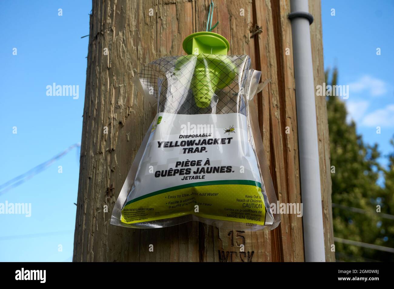 Disposable yellowjacket trap hanging from a utility pole in Vancouver, British Columbia, Canada Stock Photo