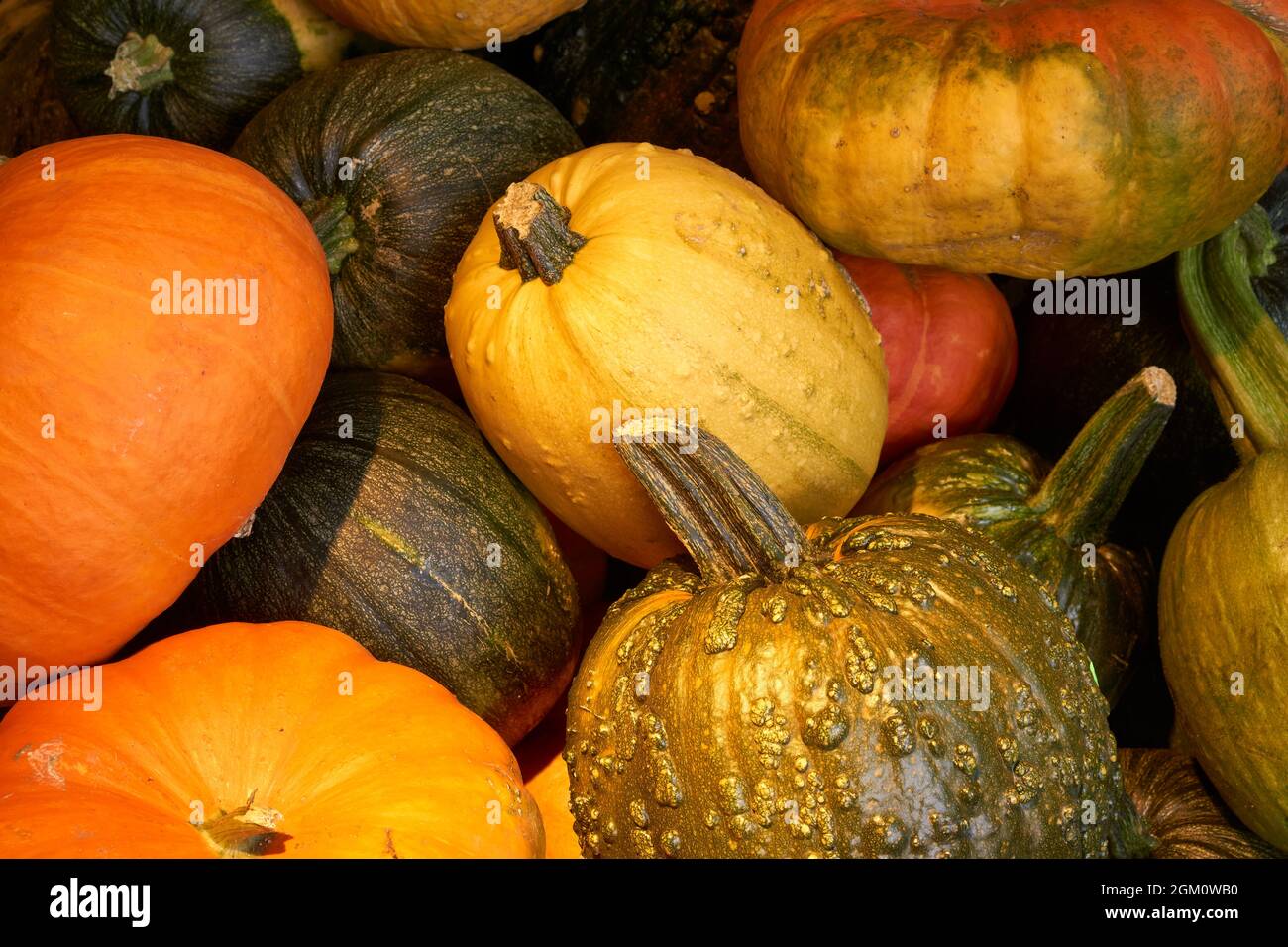Closeup of a pile of pumpkins of various types, sizes, and colors Stock Photo
