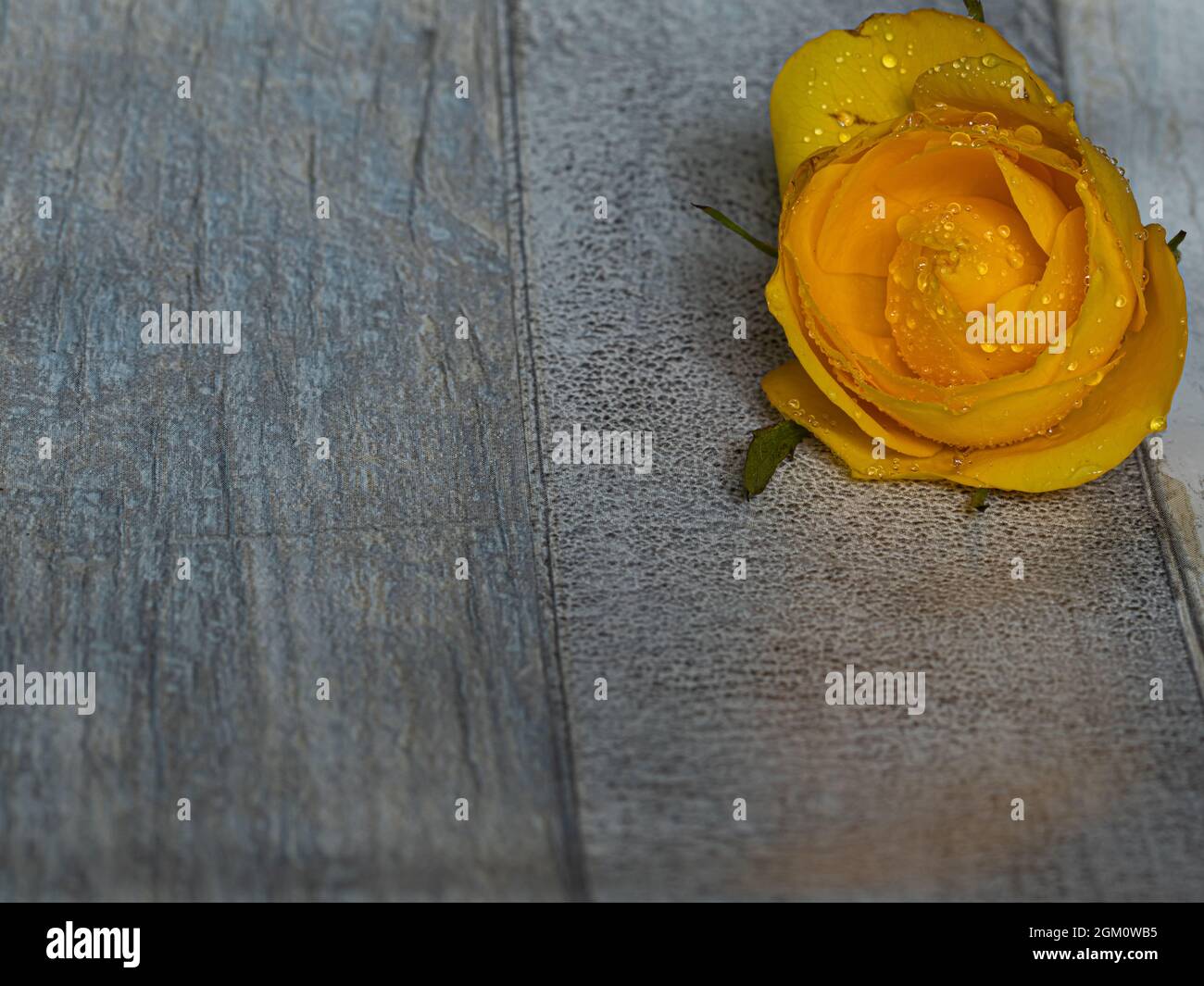 yellow rose on clear background Stock Photo - Alamy