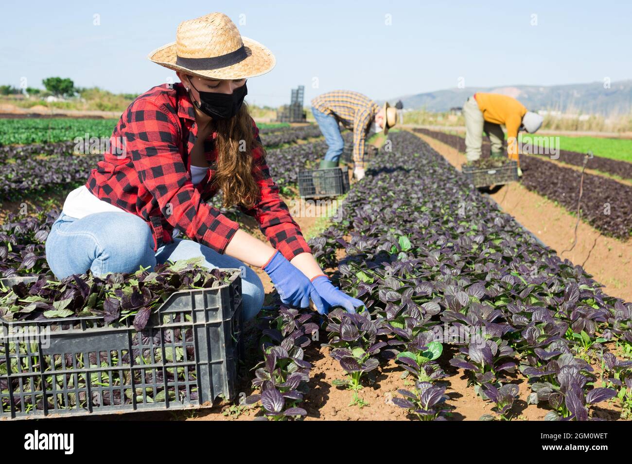 Woman farmer mask harvesting red romaine Stock Photo - Alamy
