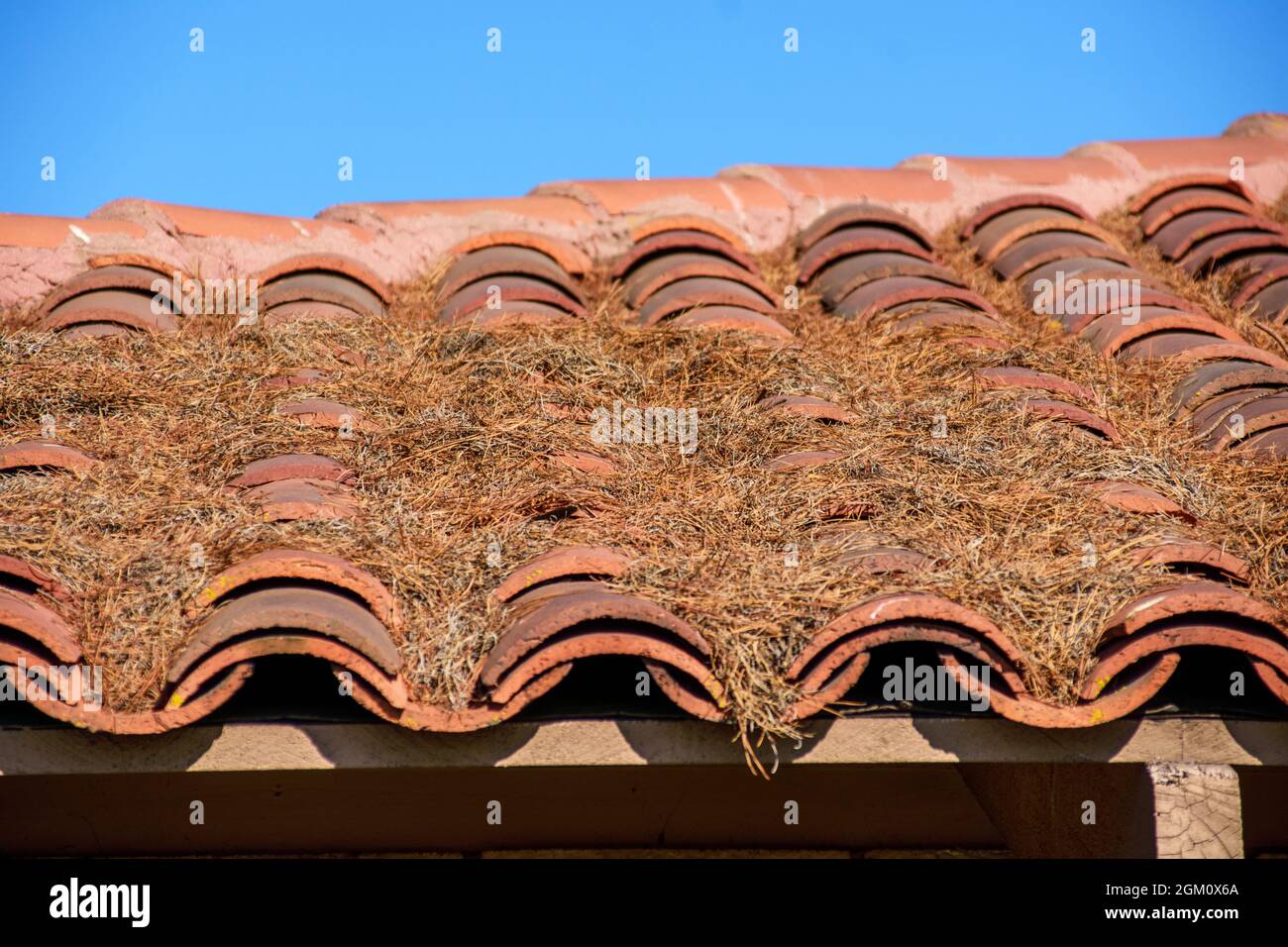 Red tile roof is completely covered with pine needles debris. Selective focus. Stock Photo