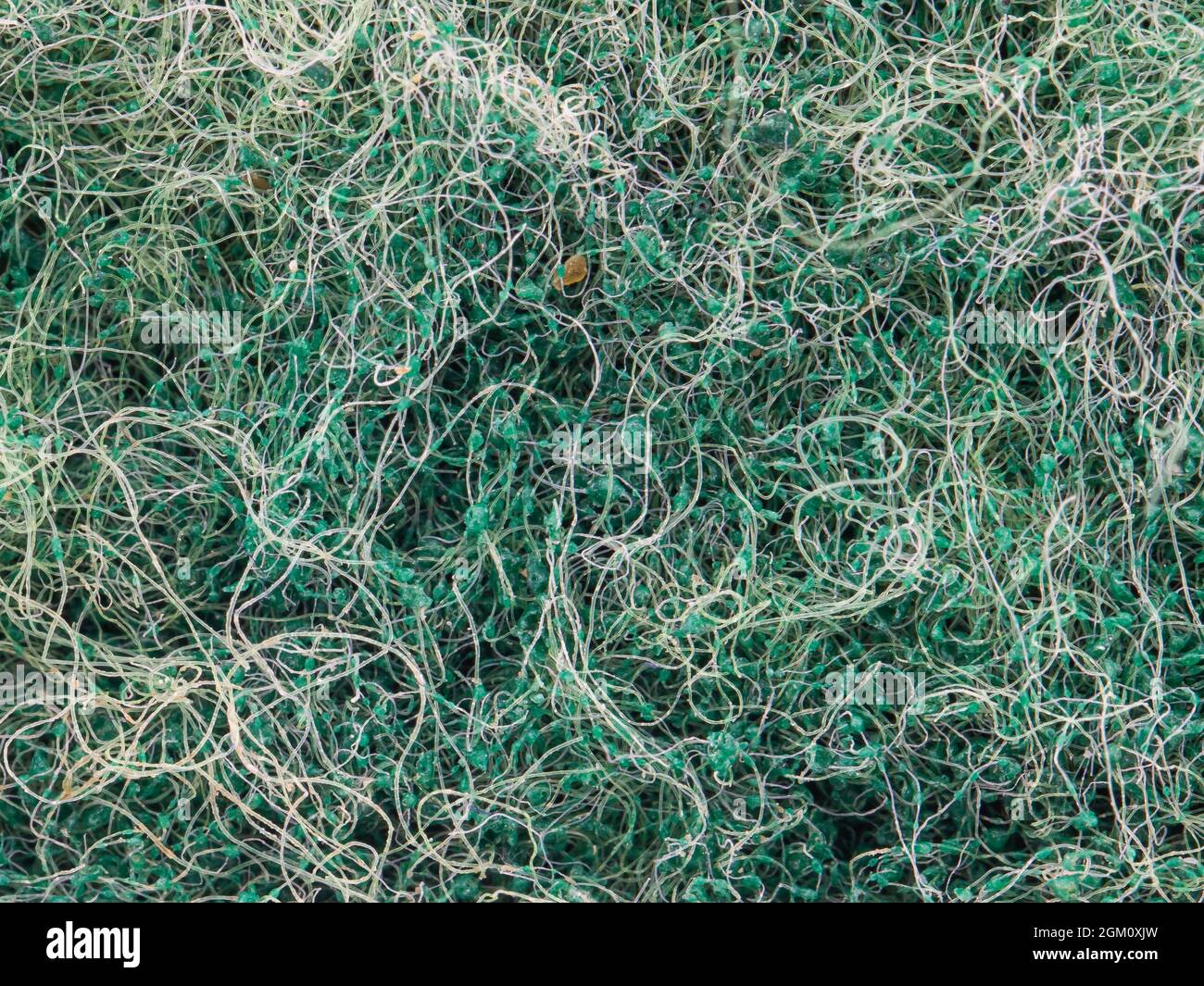 close-up view of green sponge Stock Photo