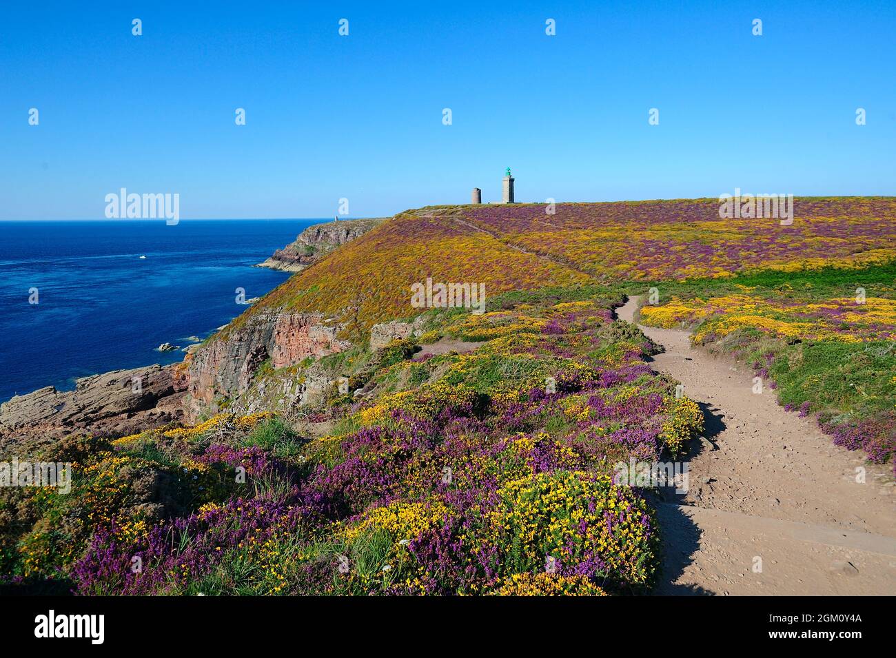 FRANCE. BRITTANY. COTES D'ARMOR (22) CAP FREHEL.HEATHER AND GORSE IN FLOWER. (PICTURE NOT AVAILABLE FOR CALENDARS OR POSTCARDS PUBLISHED IN FRANCE) Stock Photo