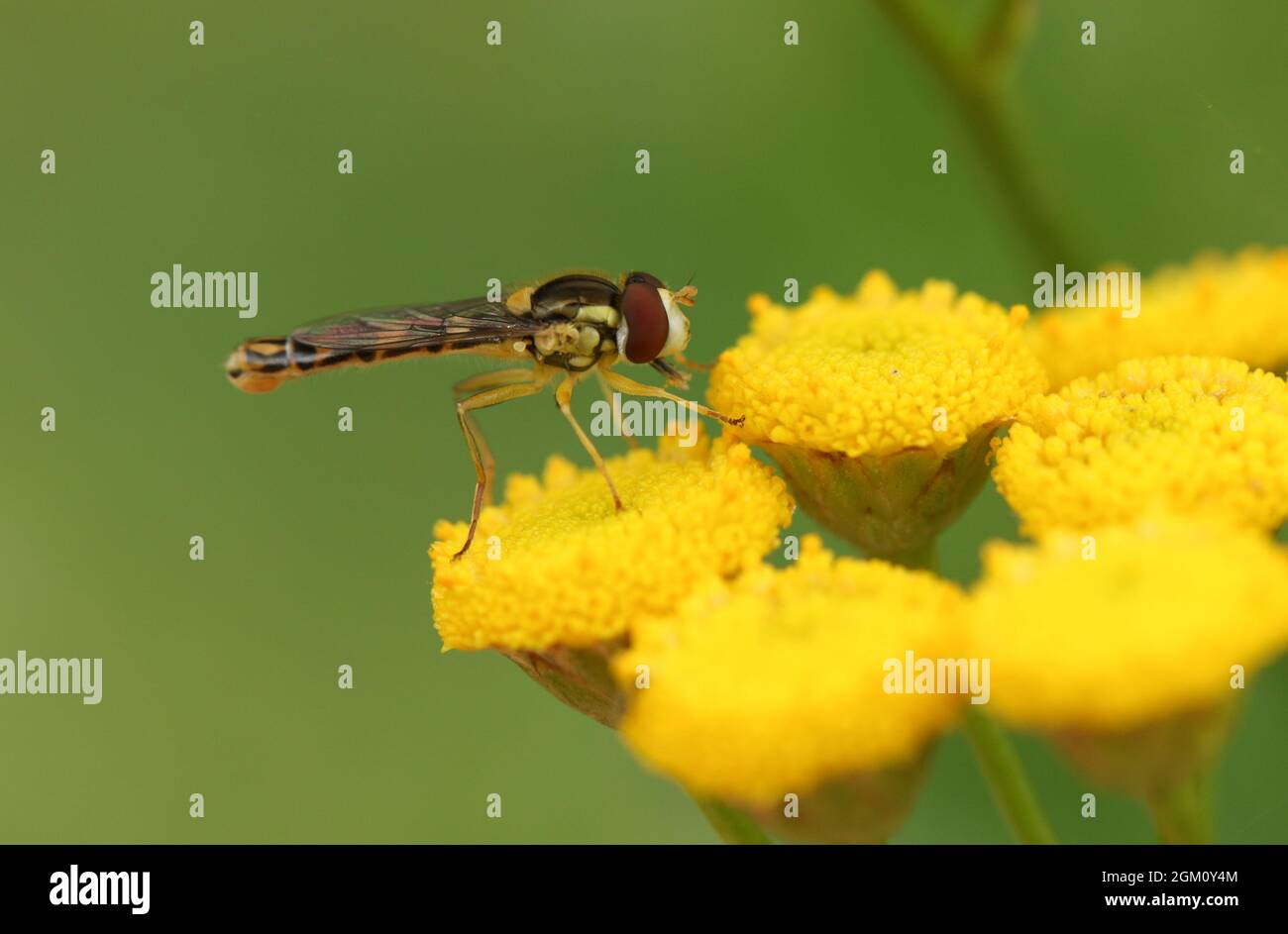 A Long Hoverfly, Sphaerophoria scripta, pollinating a Tansy wildflower in a meadow. Stock Photo