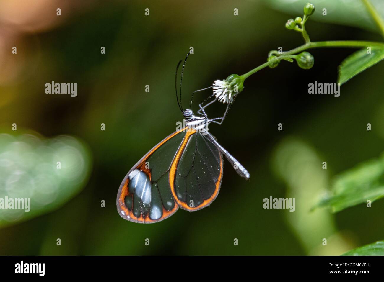 Scenic view of a Sesiidae moth perched on a flower on a blurred background Stock Photo