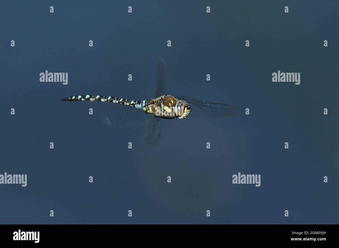 A hunting male Migrant Hawker Dragonfly, Aeshna mixta, flying over a ...