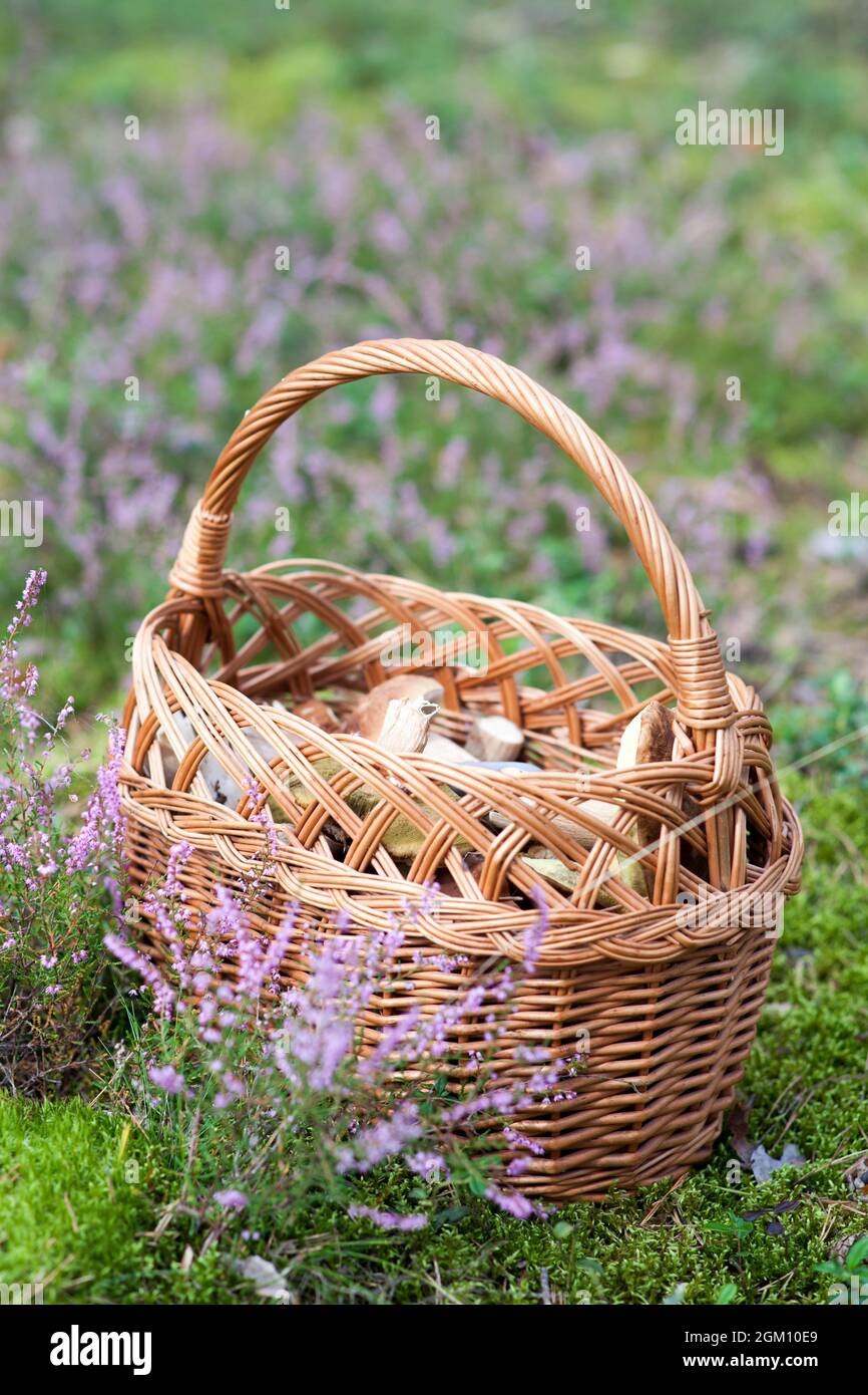 mushroom picking: forest mushrooms and boletes in a wicker basket -  autum time Stock Photo