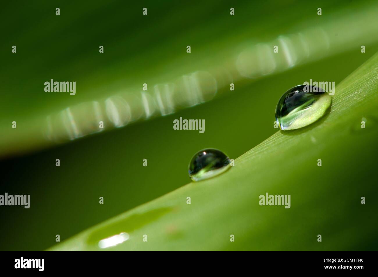 Water drops on green leaf. Stock Photo